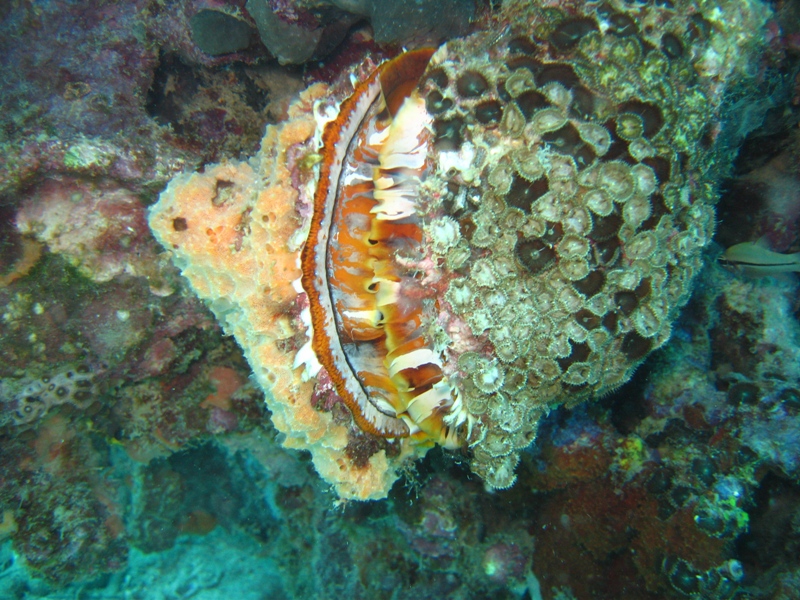 ANDILANA SUB 27-9 11-10 2010 103.JPG